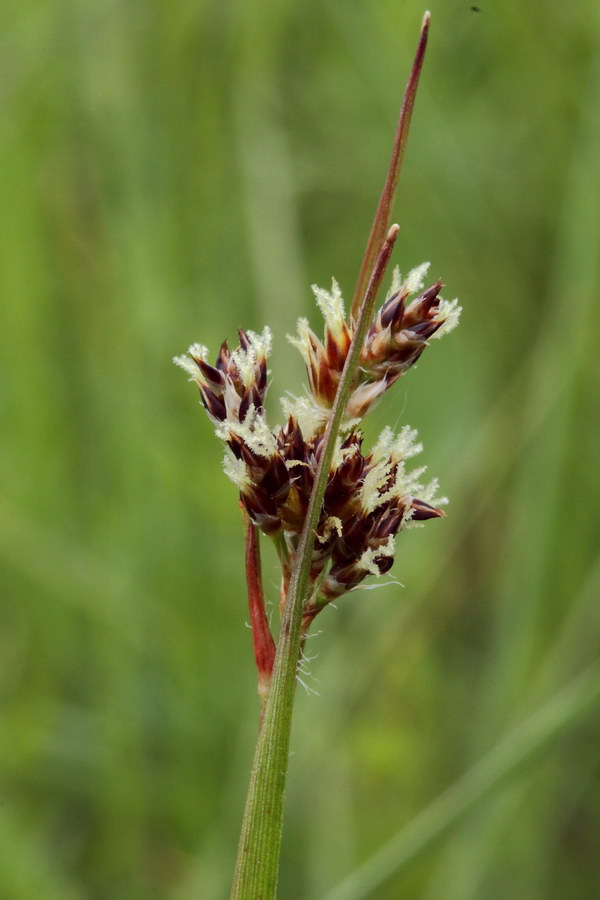 Image of Luzula multiflora specimen.