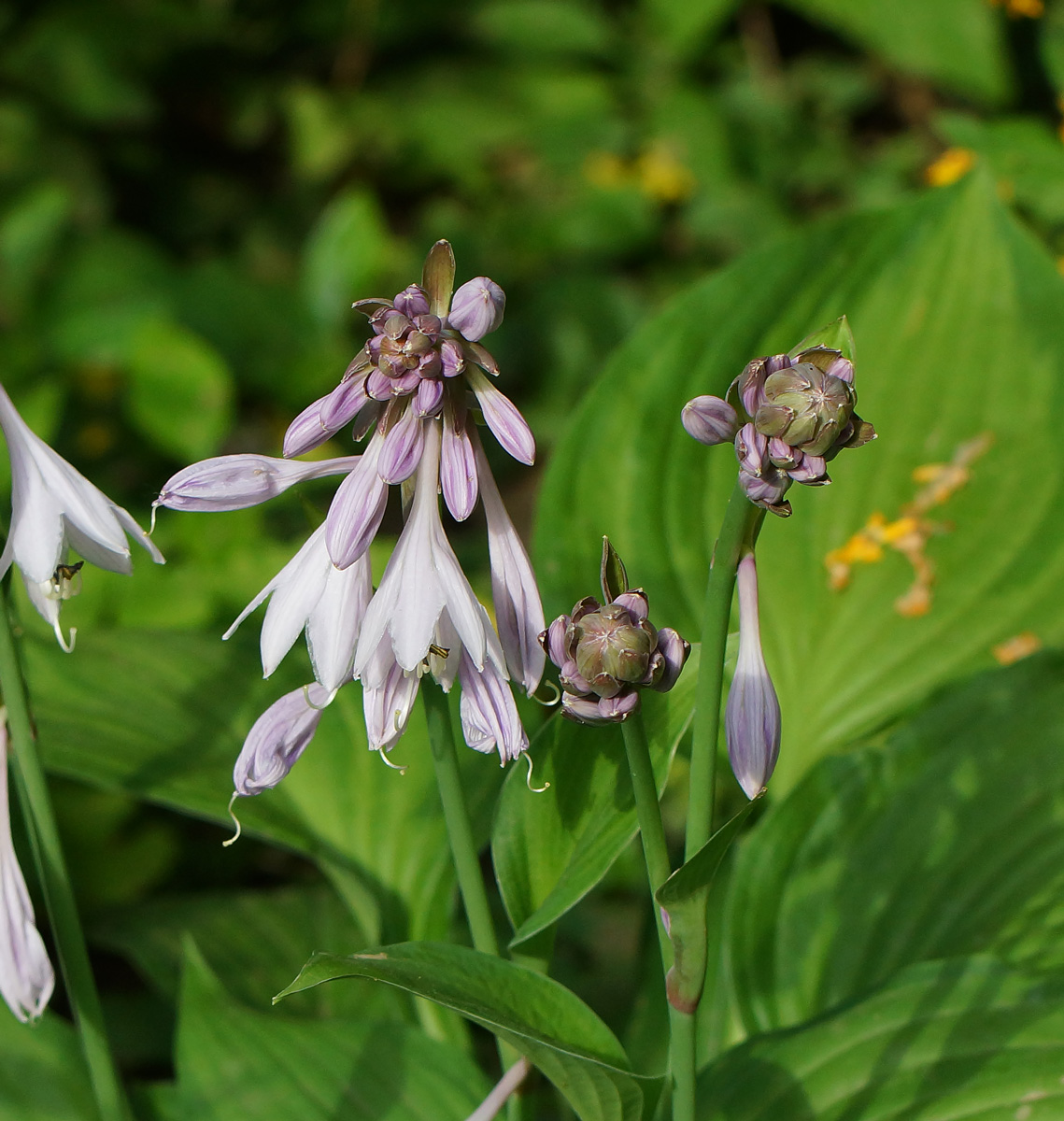 Изображение особи род Hosta.