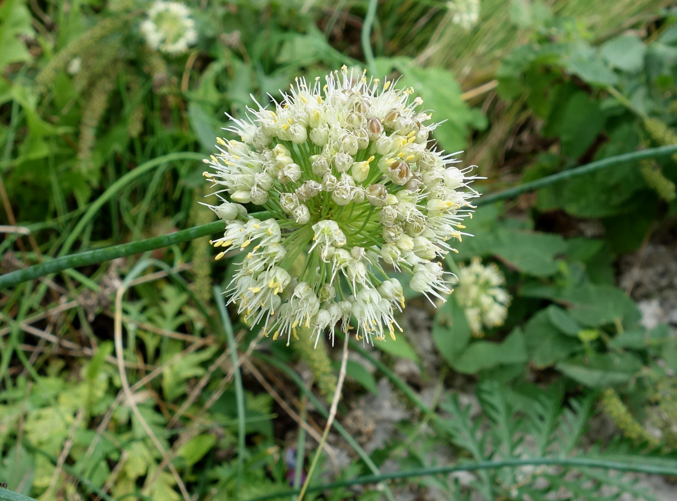 Image of genus Allium specimen.