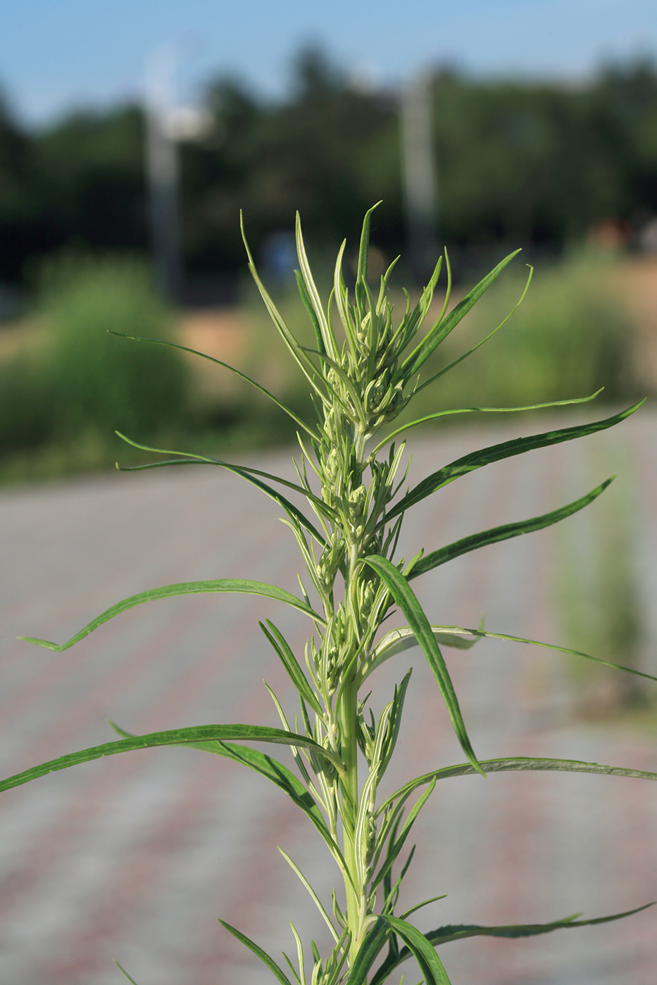 Изображение особи Artemisia selengensis.