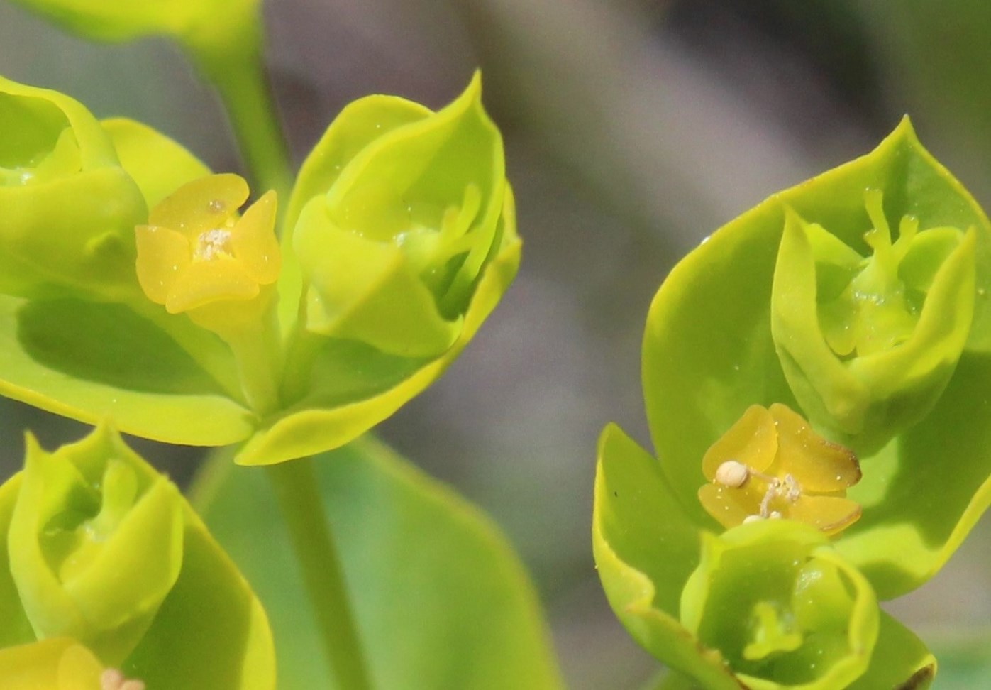 Изображение особи Euphorbia seguieriana.