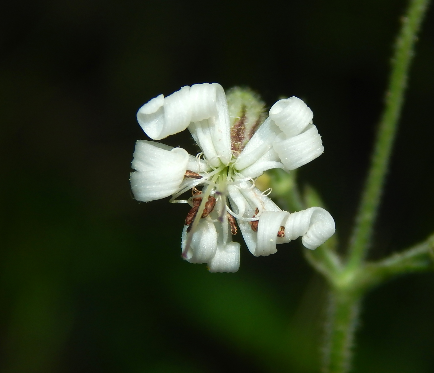 Image of Silene nutans specimen.