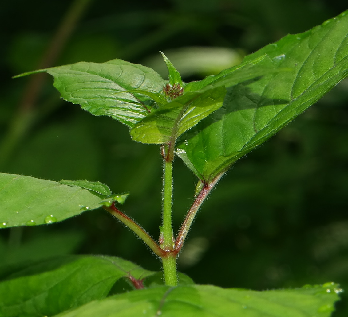 Image of Circaea lutetiana specimen.