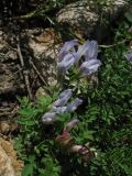 Astragalus levieri