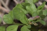 Polygala supina