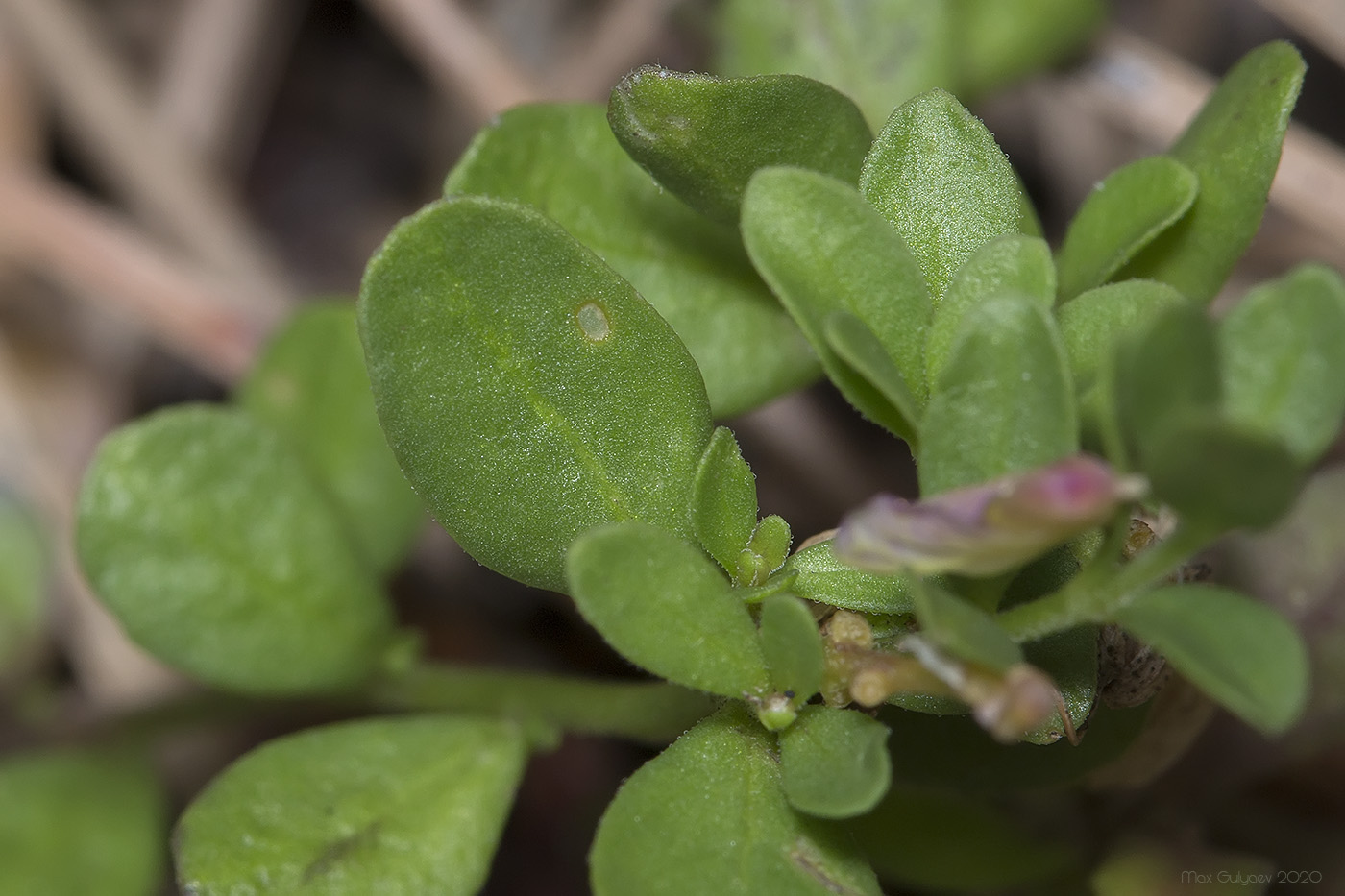 Изображение особи Polygala supina.