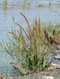 Rumex confertus