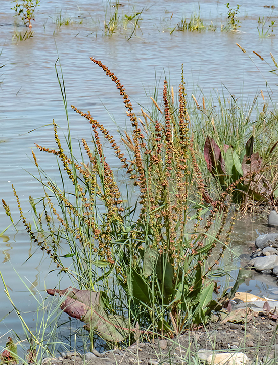 Изображение особи Rumex confertus.