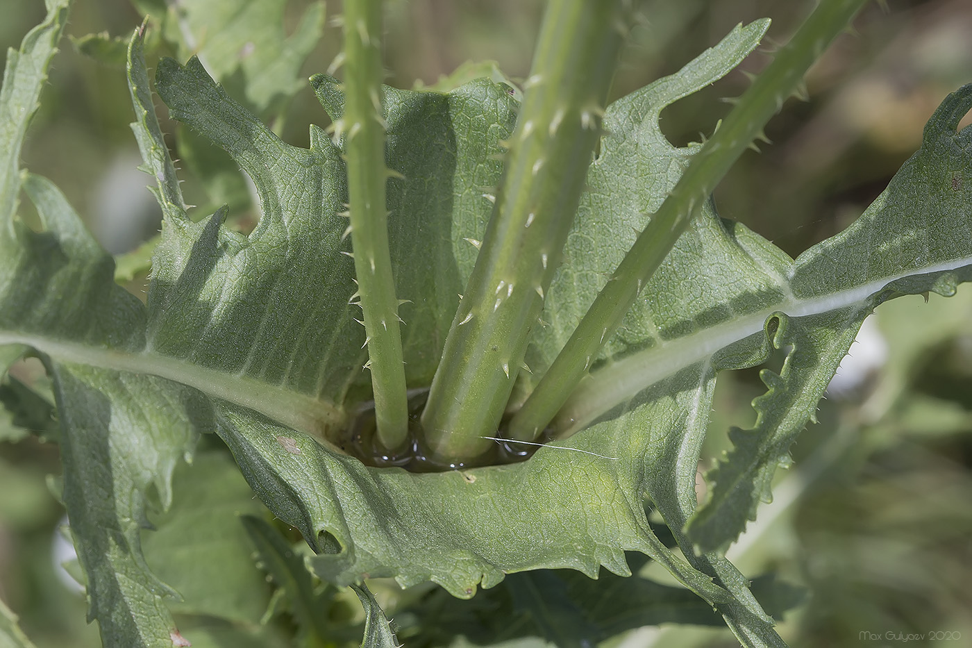 Изображение особи Dipsacus laciniatus.
