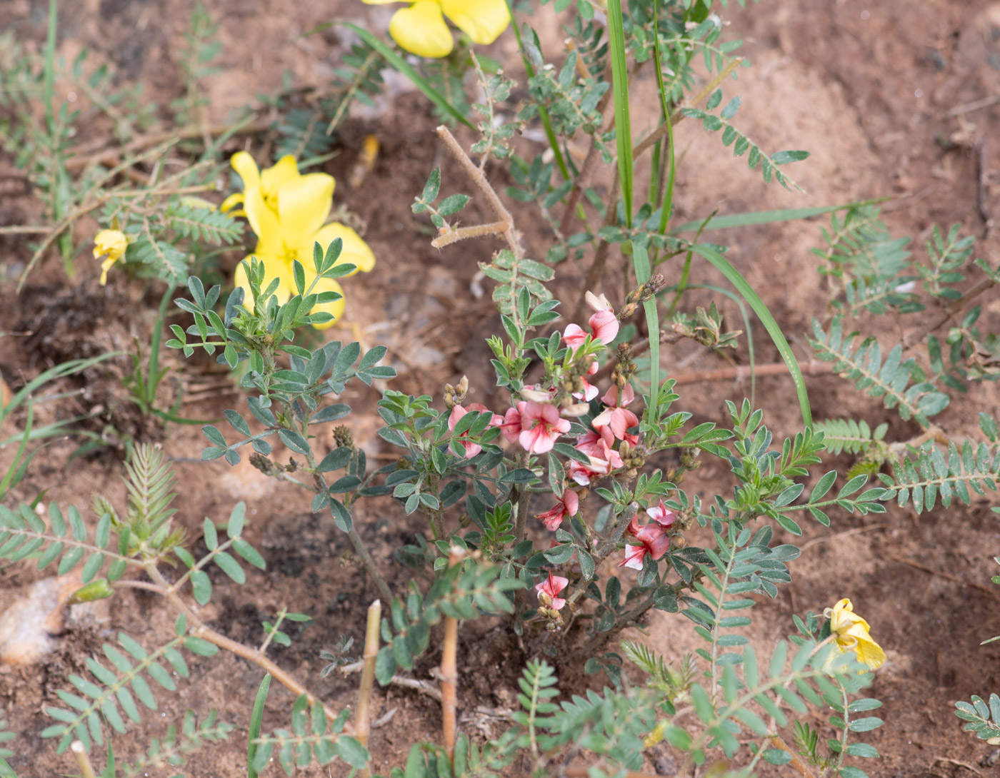 Изображение особи Indigofera heterotricha.