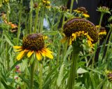 Rudbeckia hirta