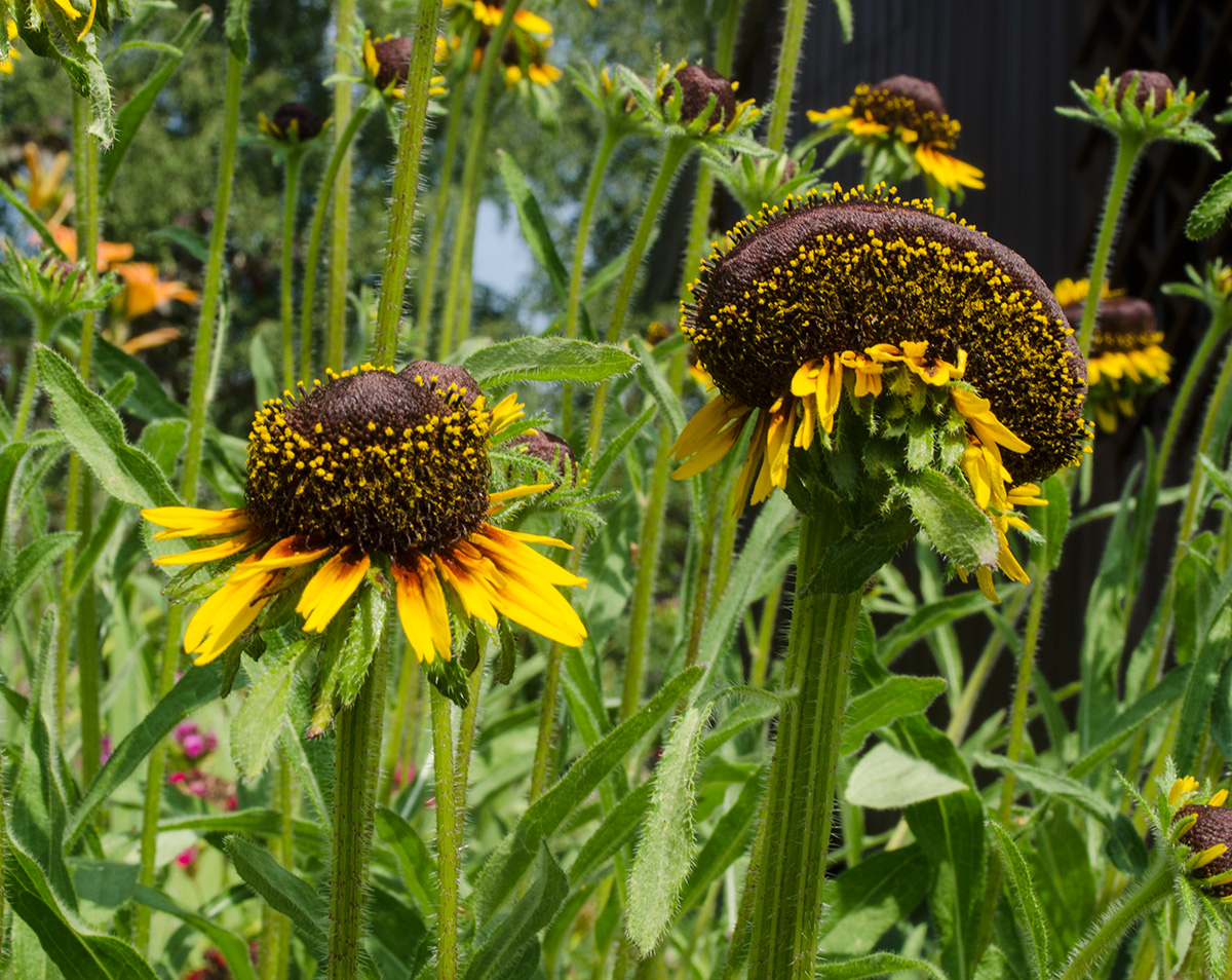 Image of Rudbeckia hirta specimen.