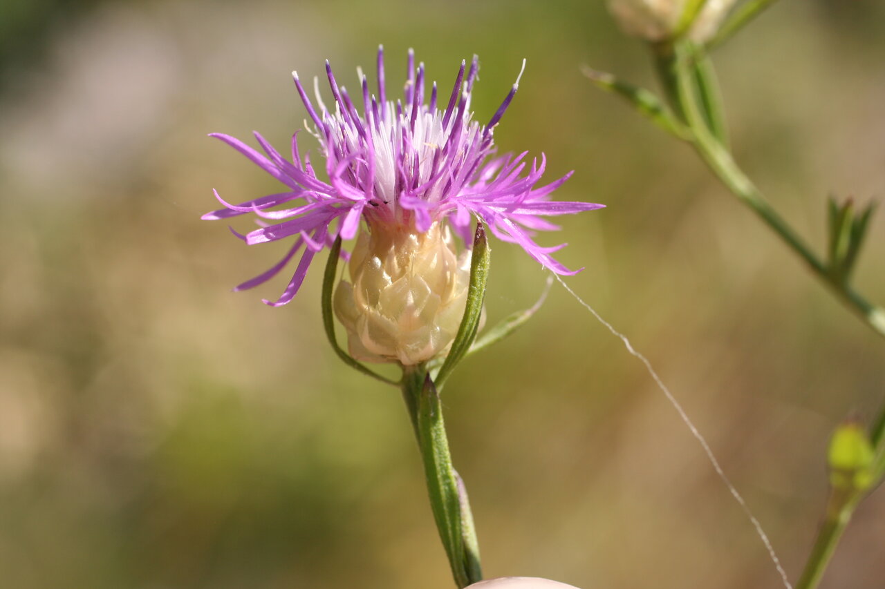 Image of Centaurea deusta specimen.