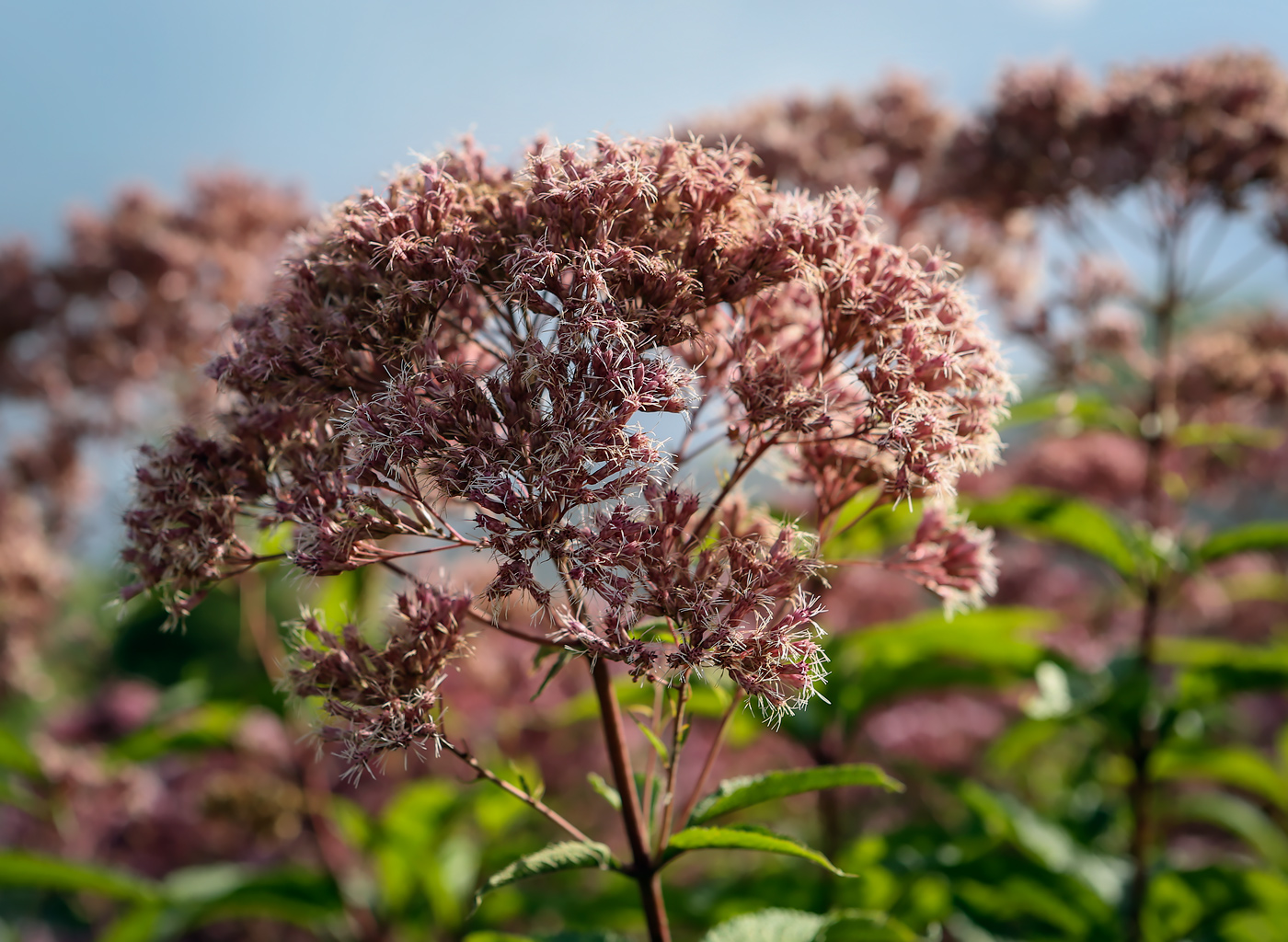 Изображение особи Eupatorium purpureum.