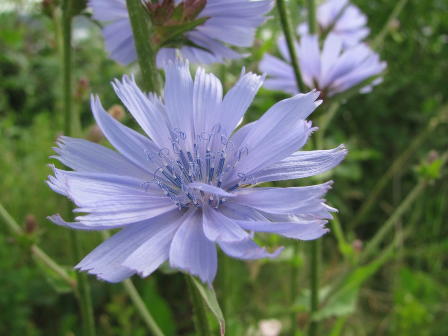 Image of Cichorium intybus specimen.
