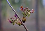 Sambucus racemosa