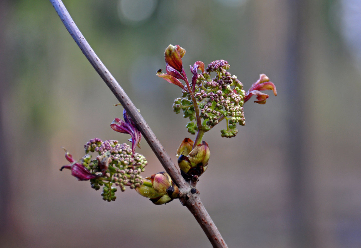Image of Sambucus racemosa specimen.