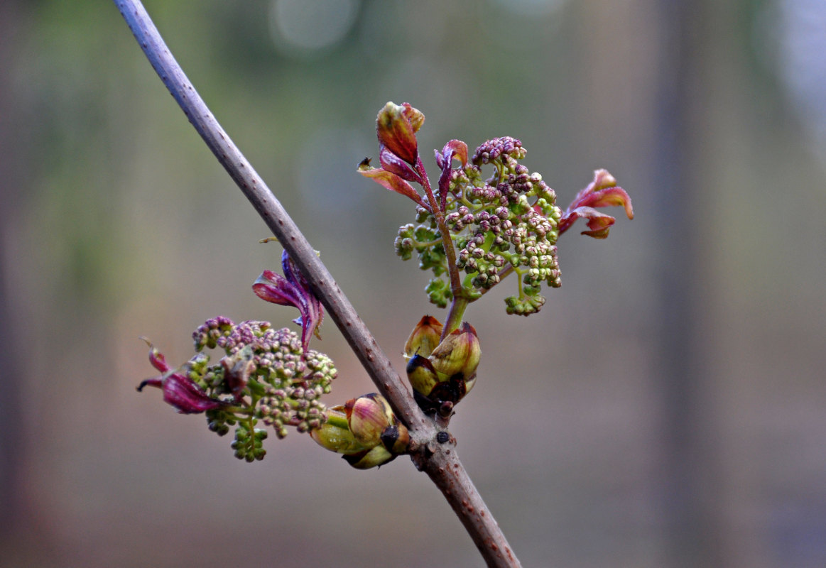 Изображение особи Sambucus racemosa.