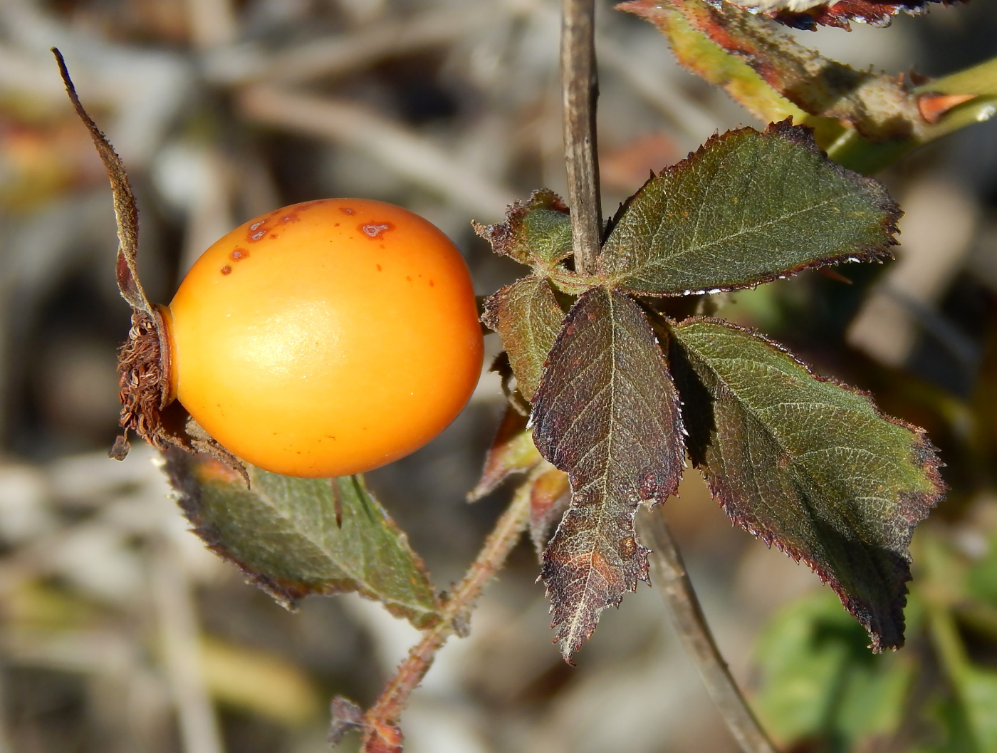 Image of genus Rosa specimen.