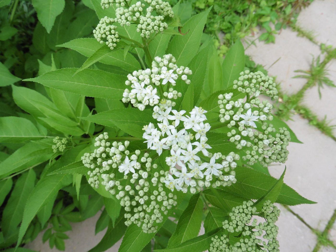 Изображение особи Sambucus ebulus.