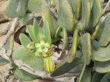 Zygophyllum stapffii. Соцветие с цветком и формирующимся и созревающим плодами на верхушке побега. Намибия, регион Erongo, южная граница г. Свакопмунд. 05.03.2020.