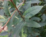 genus Lonicera