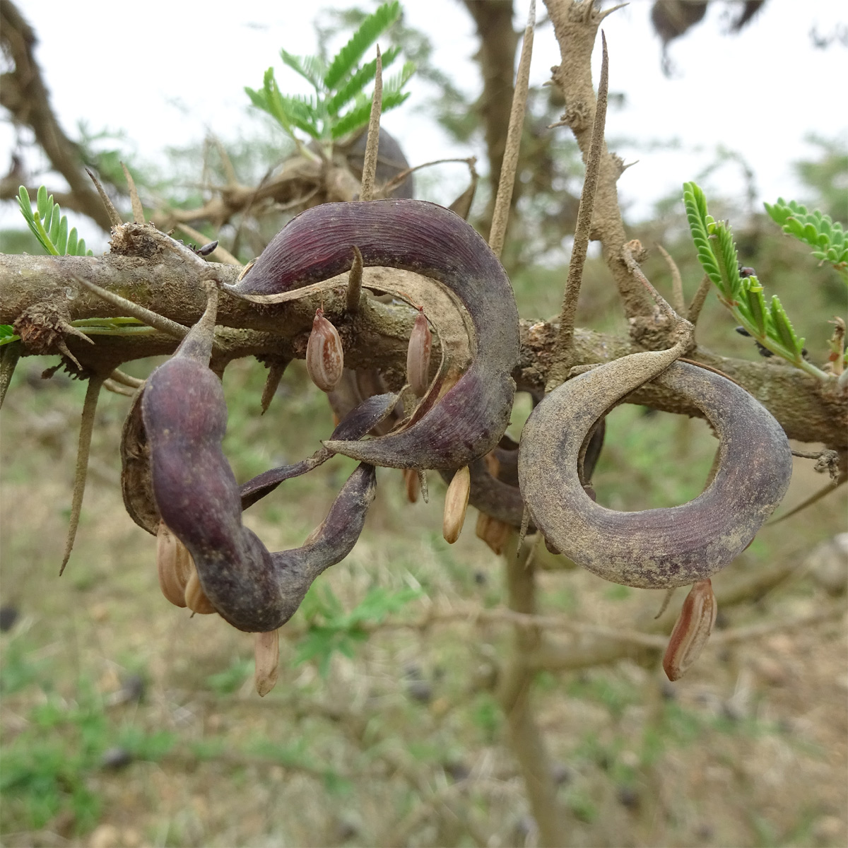 Image of Vachellia drepanolobium specimen.