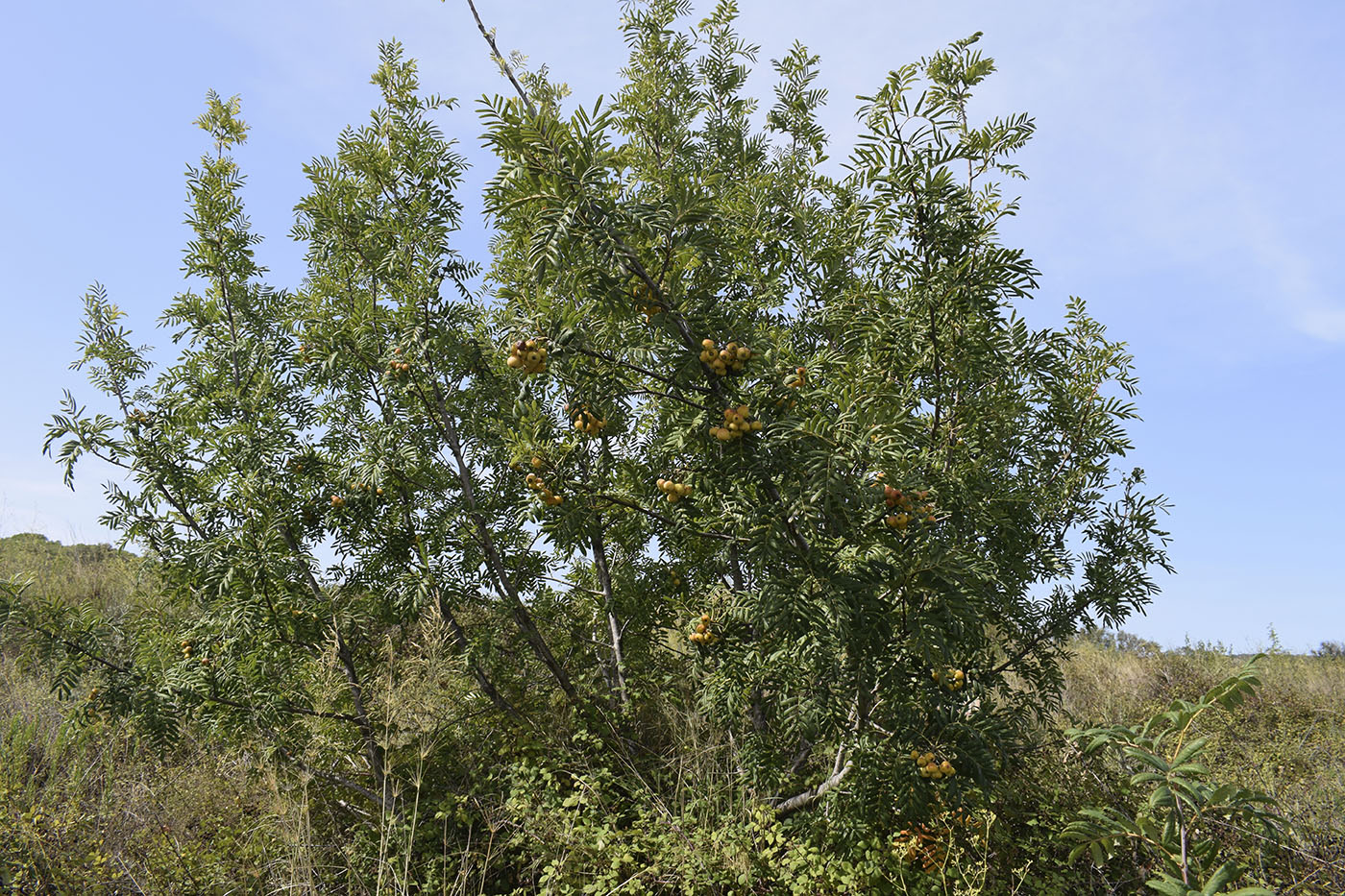 Изображение особи Sorbus domestica.