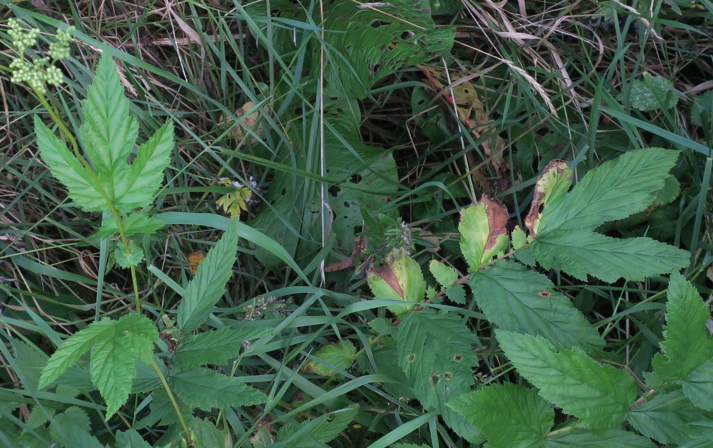 Image of Filipendula ulmaria specimen.