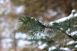 Picea schrenkiana