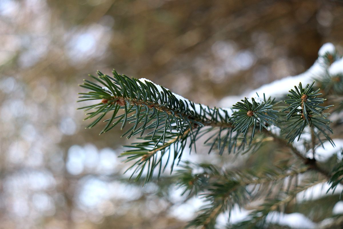 Изображение особи Picea schrenkiana.