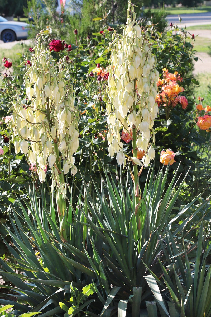 Изображение особи Yucca gloriosa.