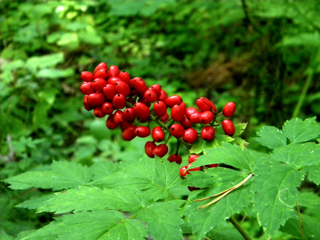 Image of Actaea erythrocarpa specimen.