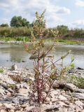Veronica anagallis-aquatica. Цветущее и плодоносящее растение. Краснодарский край, окр. г. Крымск, р. Адагум, каменисто-глинистая отмель. 04.07.2014.