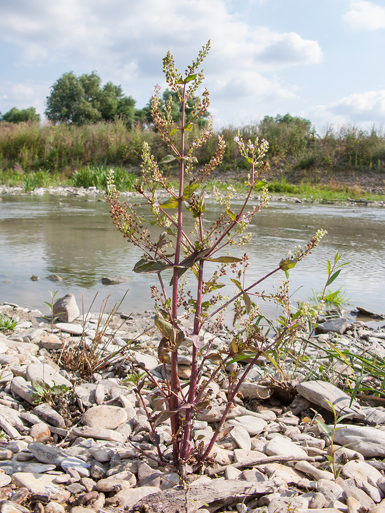 Image of Veronica anagallis-aquatica specimen.