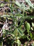 Lappula spinocarpos