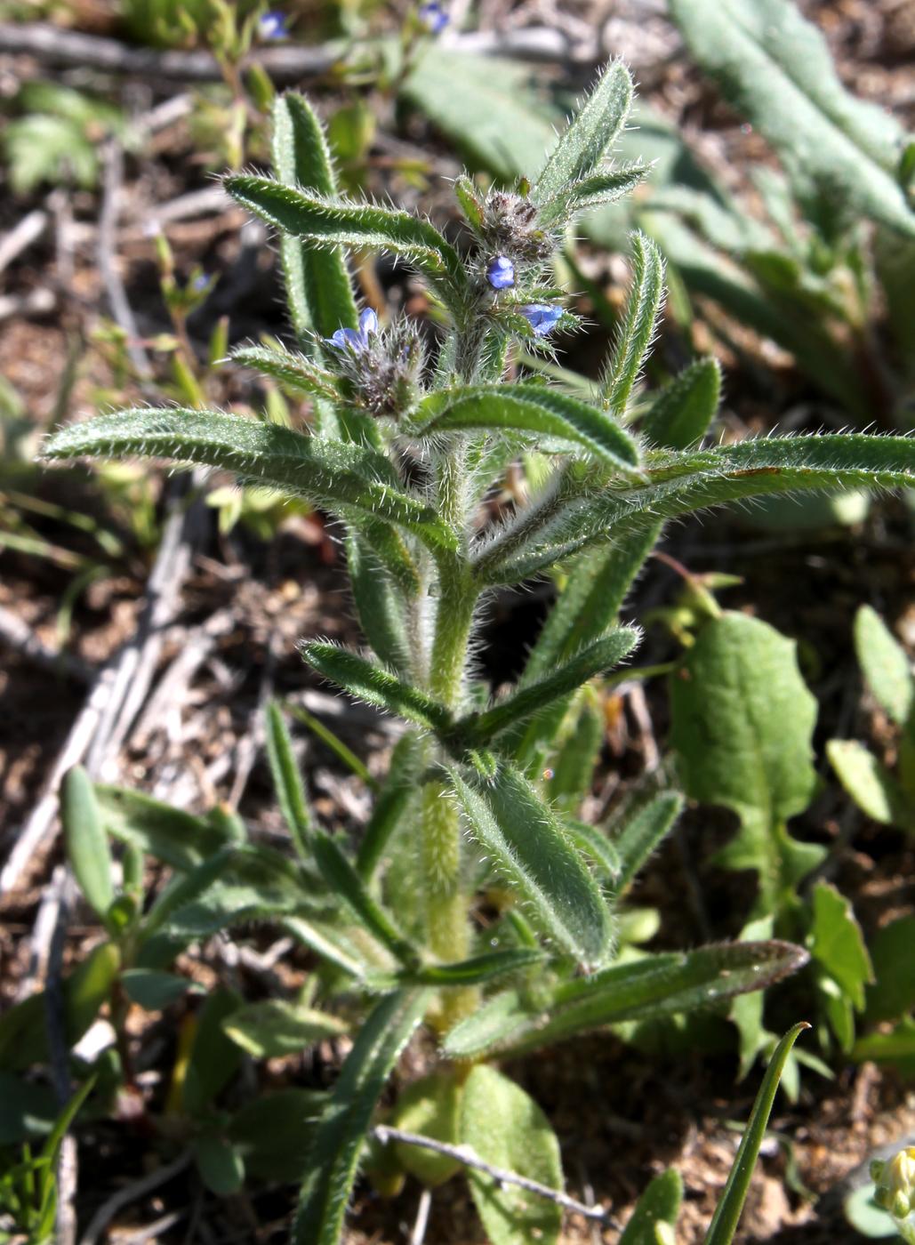 Изображение особи Lappula spinocarpos.