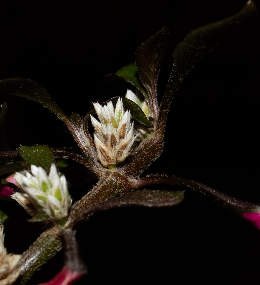 Image of Alternanthera ficoidea specimen.