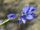 Polygala calcarea