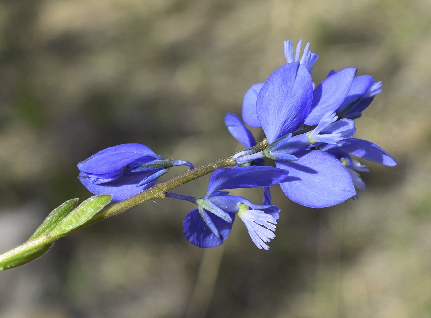 Image of Polygala calcarea specimen.