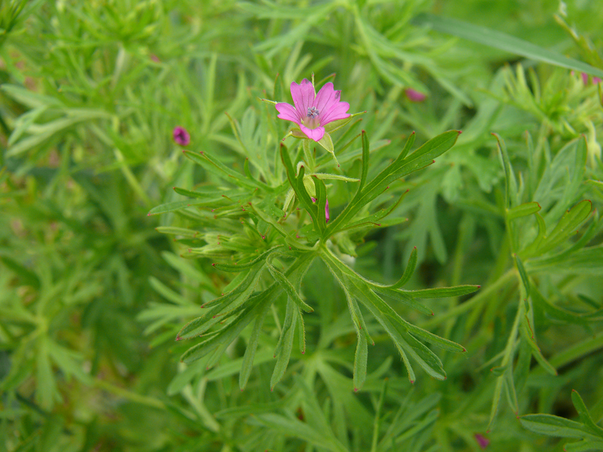 Изображение особи Geranium dissectum.