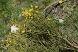 Cytisus oromediterraneus