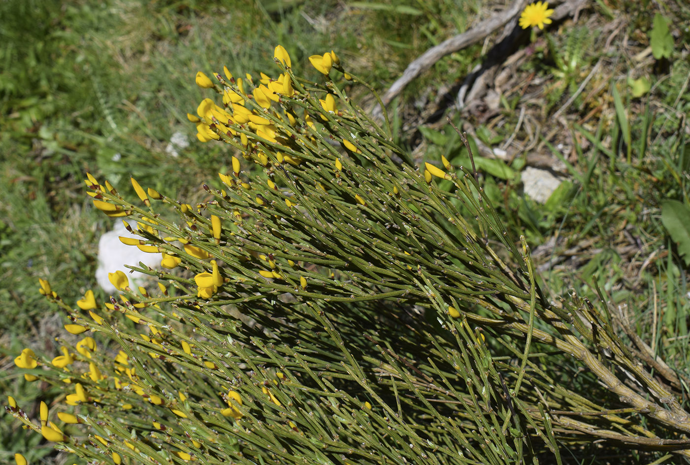 Изображение особи Cytisus oromediterraneus.