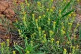 Alyssum turkestanicum variety desertorum. Верхушки побегов с соцветиями. Калмыкия, Яшкульский р-н, окр. пос. Утта, степь, участок с разреженной растительностью. 18.04.2021.