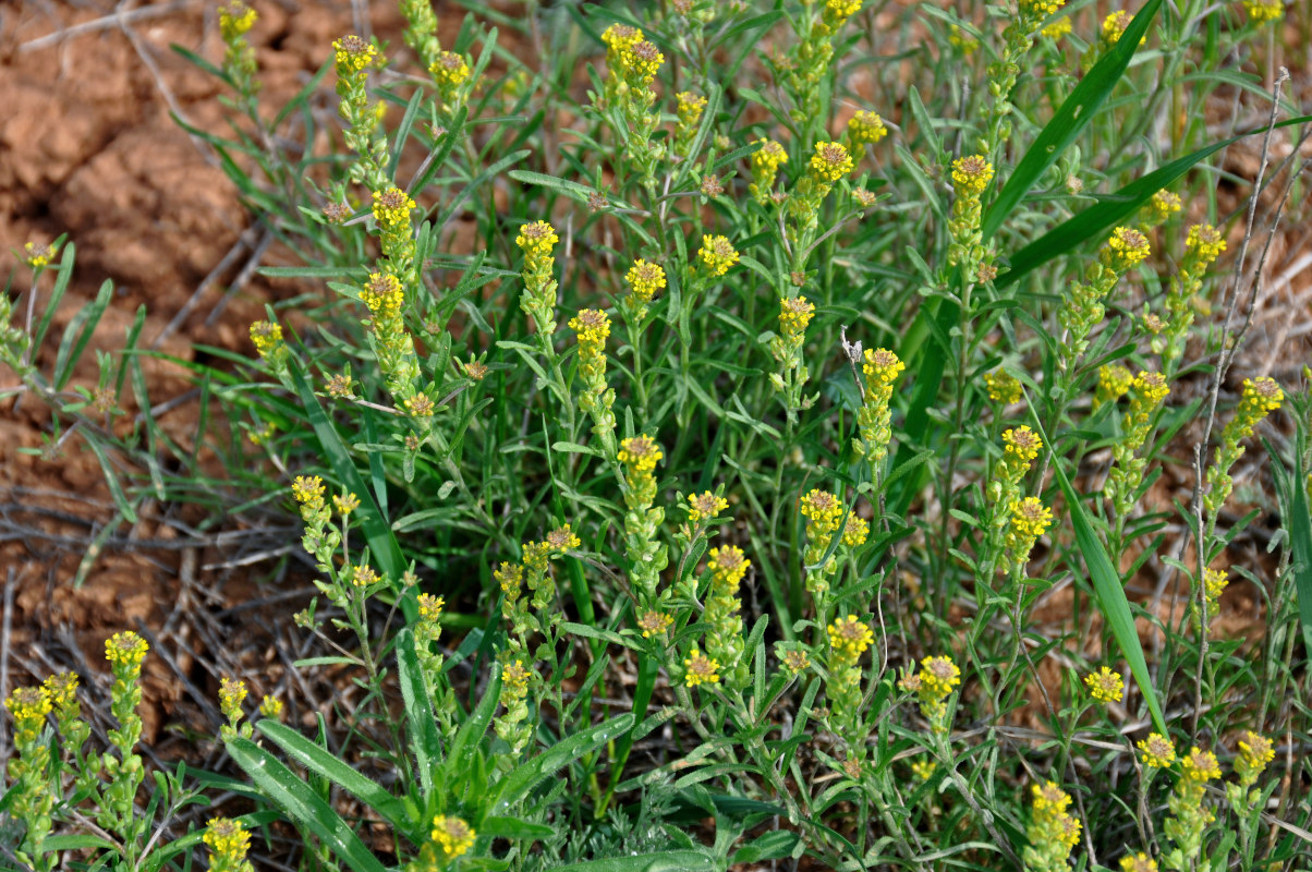 Изображение особи Alyssum turkestanicum var. desertorum.