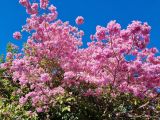 Tabebuia impetiginosa