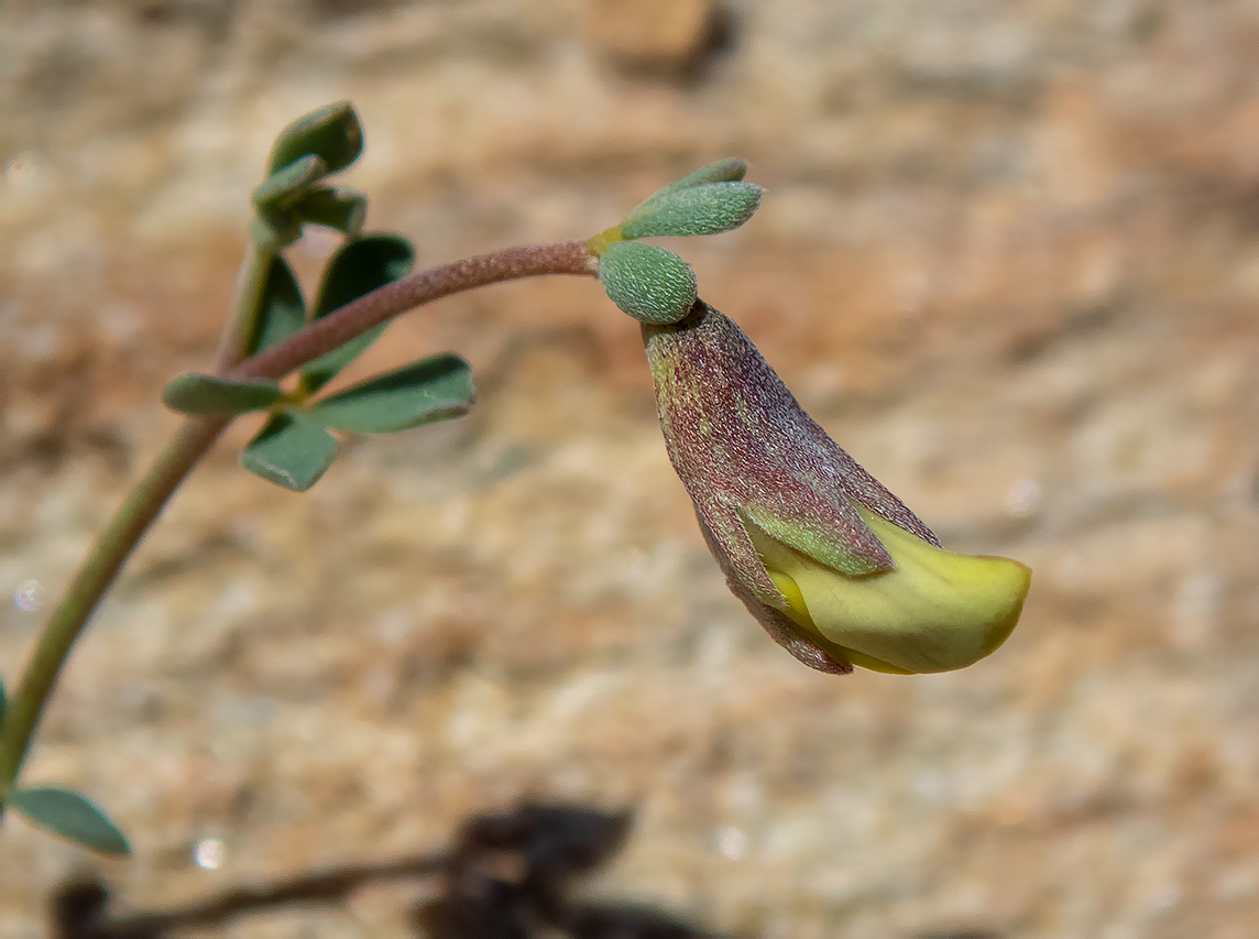 Image of Lotus halophilus specimen.