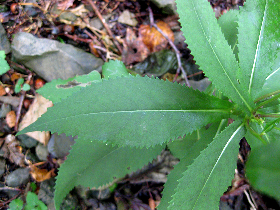 Image of Senecio ovatus specimen.