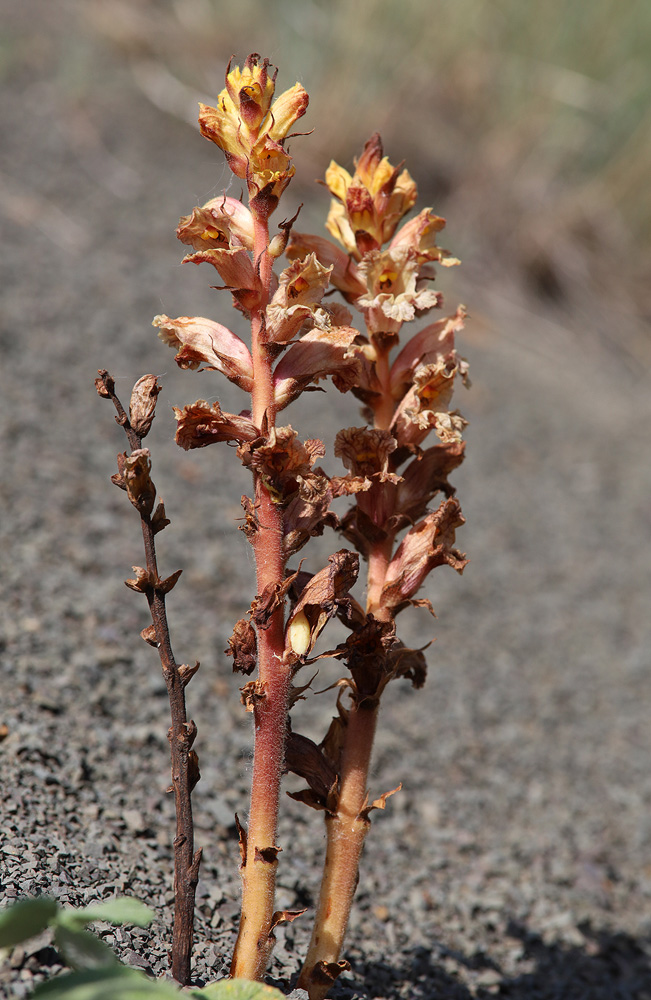 Изображение особи Orobanche alba ssp. xanthostigma.