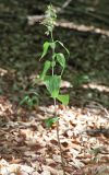 Epipactis persica